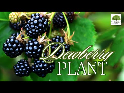 TN Nursery video on Dewberry 
plant