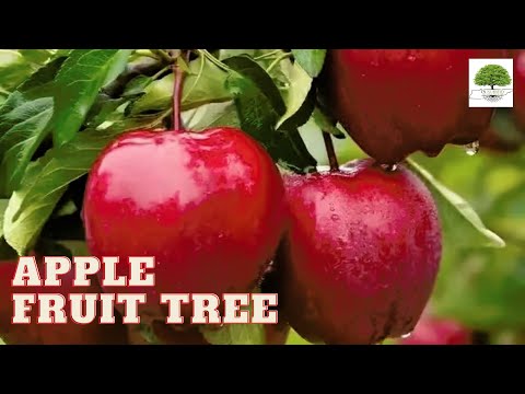 TN Nursery video on  Apple Fruit Tree