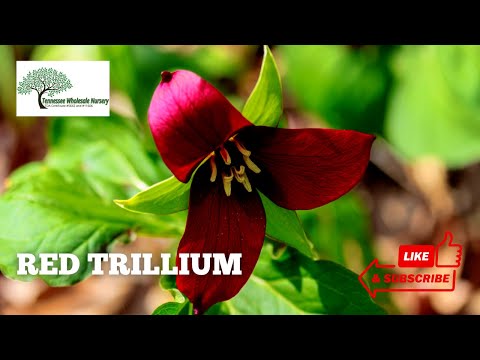 TN Nursery video on  Red Trillium