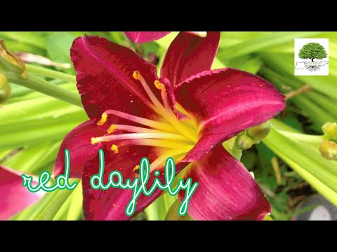 TN Nursery video on  Red Daylily
