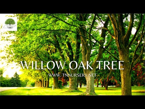 TN Nursery video on  Willow Oak Tree
