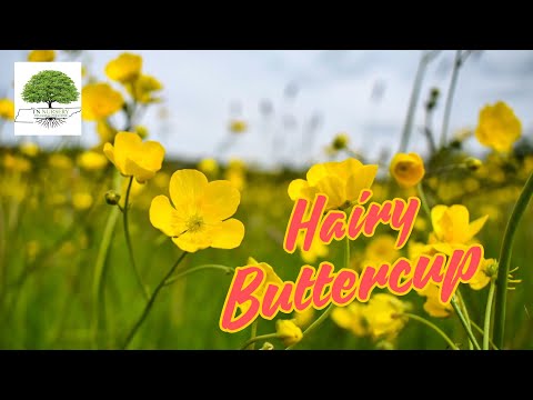 TN Nursery video on  Hairy Buttercup
