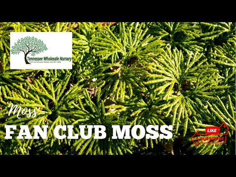 TN Nursery video on Fan Clubmoss
