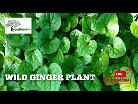 TN Nursery video on Wild Ginger plant 
