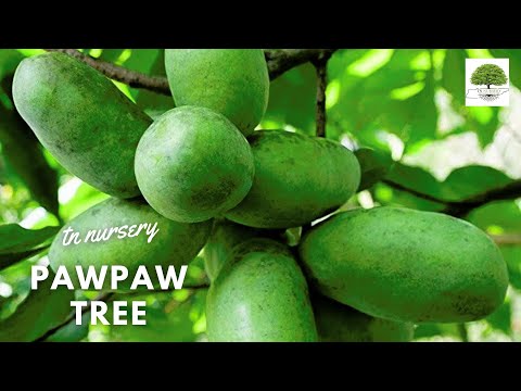 TN Nursery video on Pawpaw Tree


