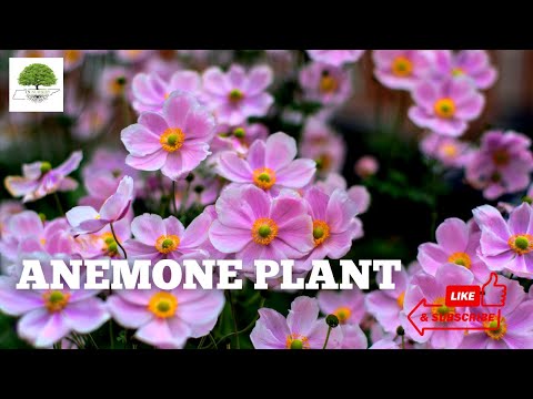 TN Nursery video on  Anemone Plant
