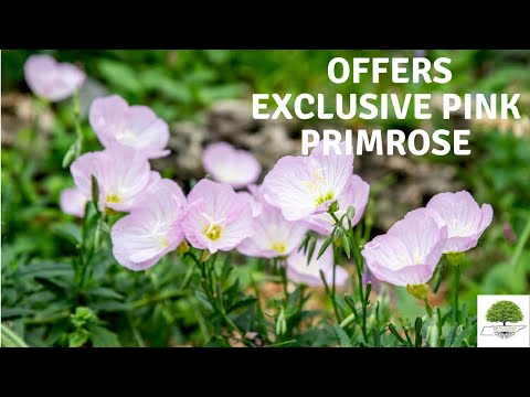 TN Nursery video on   Showy Pink Primrose
