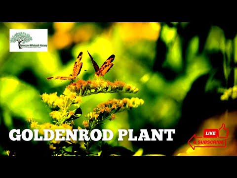 TN Nursery video on  Golden Rod
Plant