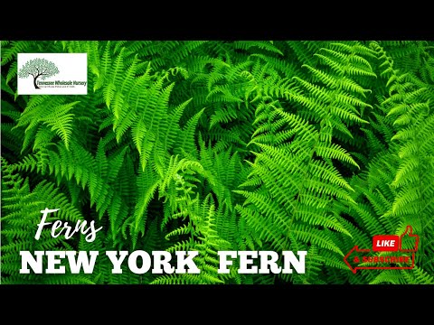 TN Nursery video on New York Fern
