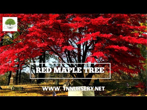 TN Nursery video on  Red Maple Tree
