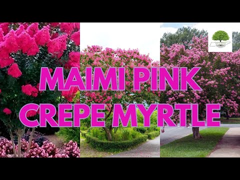 TN Nursery video on  Maimi Pink Crepe Myrtle
