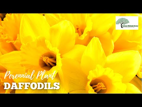 TN Nursery video on Daffodil Plant
