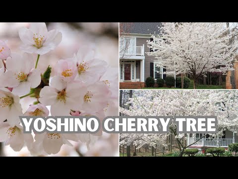 TN Nursery video on Yoshino Cherry Tree
