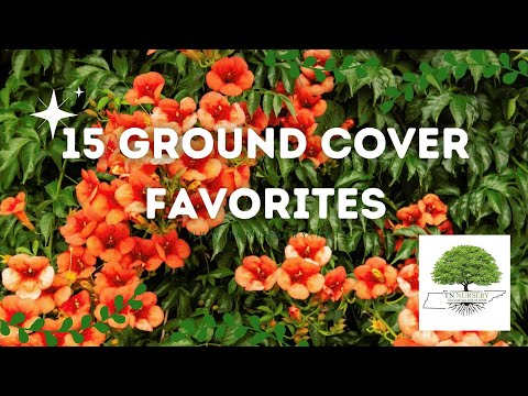 TN Nursery video on Ground Cover favorites plants