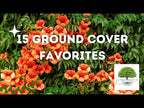 TN Nursery video on Ground Cover favorites plants