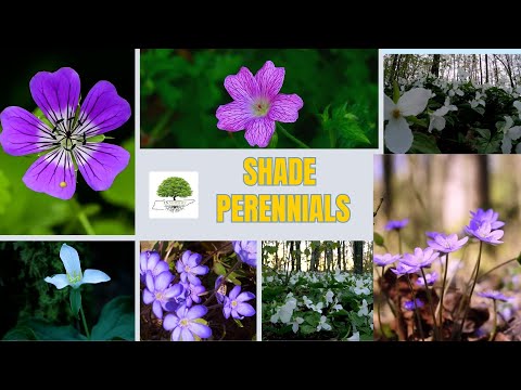 TN Nursery Video on Shade Perennials