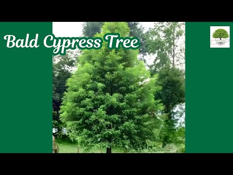 TN Nursery video on Bald Cypress Tree