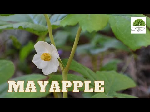 TN Nursery video on  Mayapple
