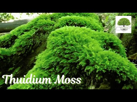 TN Nursery video on  Thuidium Moss
