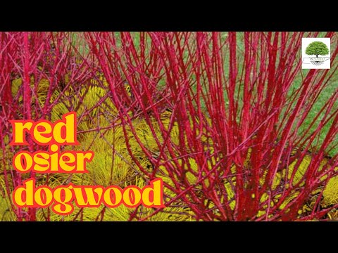 TN Nursery video on  Red Osier Dogwood
