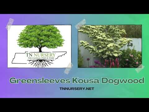 TN Nursery video on  Greensleeves Kousa Dogwood
