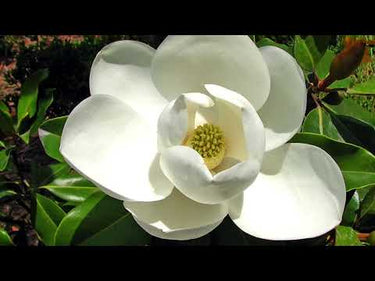 TN Nursery video on  Sweet Bay Magnolia
