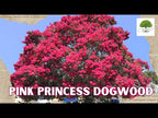 TN Nursery video on  Pink Princess Dogwood