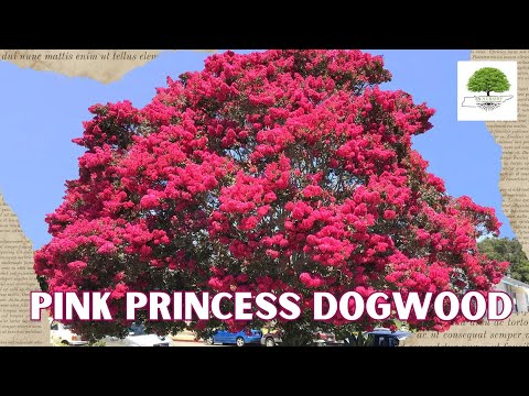 TN Nursery video on  Pink Princess Dogwood