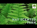TN Nursery video on Hay Scented Fern
