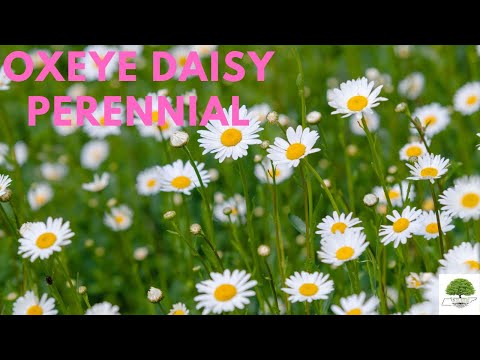 TN Nursery video on Oxeye Daisy
