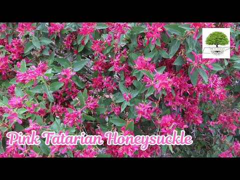 TN Nursery video on    Pink Tatarian Honeysuckle
