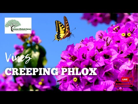 TN Nursery video on Creeping Phlox
