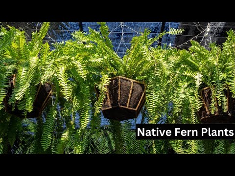 TN Nursery video on Air Purifying Plant Package
