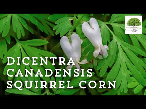 TN Nursery video on Dicentra Canadensis Squirrel Corn
