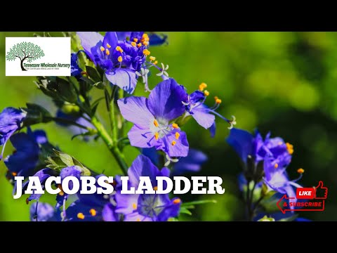 TN Nursery video on  Jacob's Ladder Plant 
