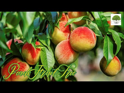 TN Nursery video on Peach Tree
