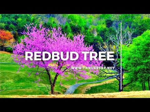 TN Nursery video on Redbud Tree
