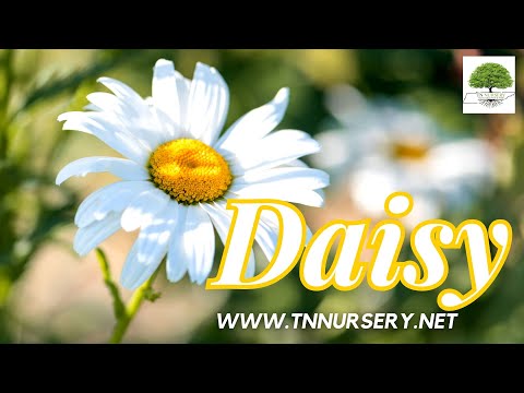 TN Nursery video on Daisy
