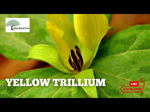 TN Nursery video on Yellow Trillium
