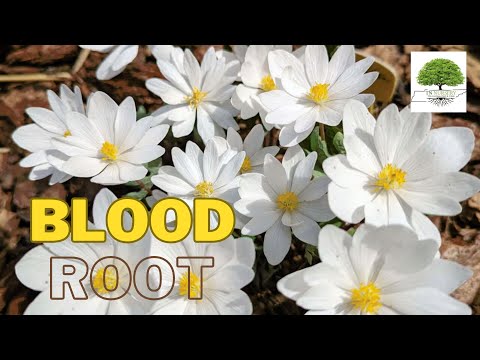 TN Nursery video on Bloodroot Plant
