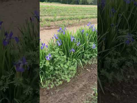 TN Nursery video on   Siberian Iris
