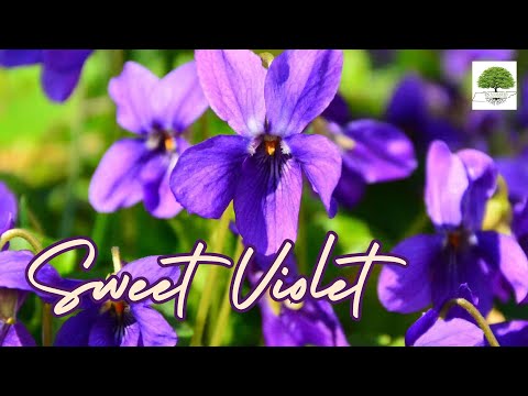 TN Nursery video on  Sweet Violet
