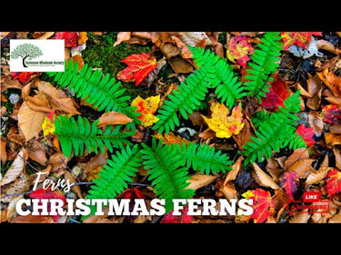 Christmas Fern For Sale Online