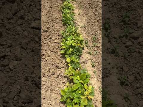 TN Nursery video on  Oak Tree Seedlings
