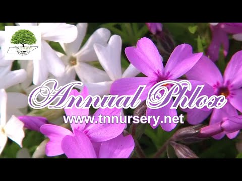 TN Nursery video on  Annual Phlox
