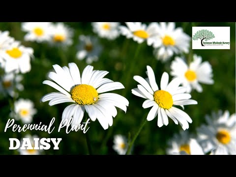 TN Nursery video on   Shasta Daisy
