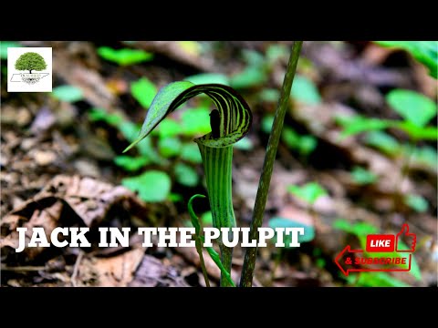 TN Nursery video on Jack In The Pulpit
