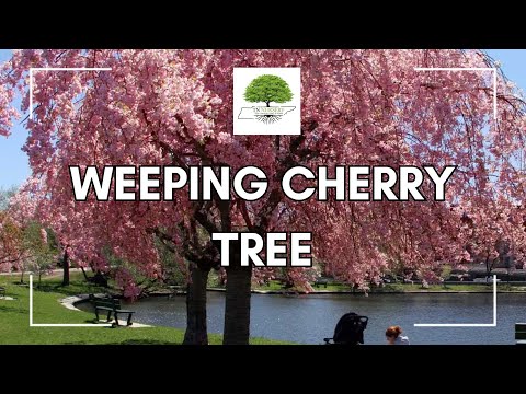 TN Nursery video on  Weeping Cherry Tree