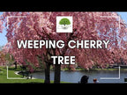 Weeping Cherry Tree for Sale