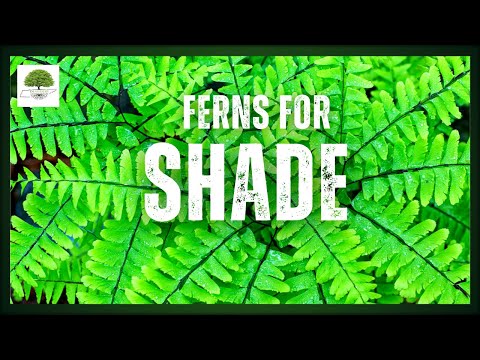 TN Nursery video on Hardy Ferns plants
